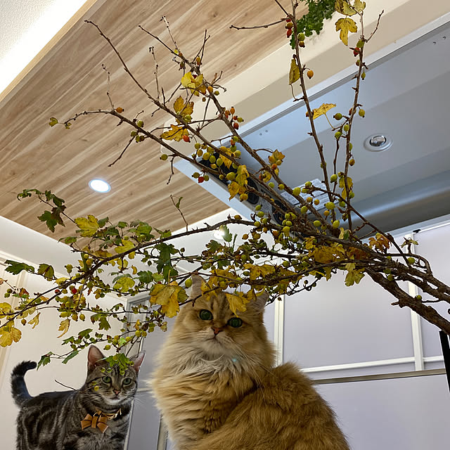furitamaさんの実例写真