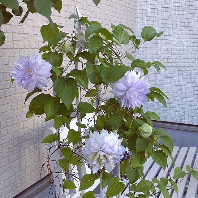 Bienvenueさんの実例写真