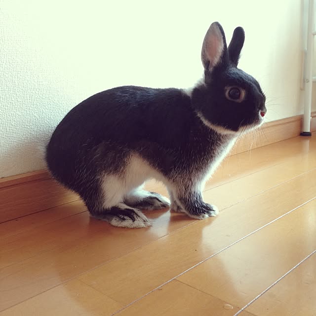 siroopさんの実例写真