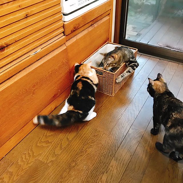 pepeさんの実例写真