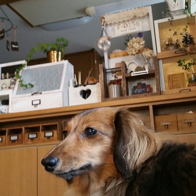 hitomiさんの実例写真