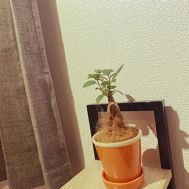 観葉植物/一人暮らし/7畳/机のインテリア実例 - 2021-12-02 00:14:39