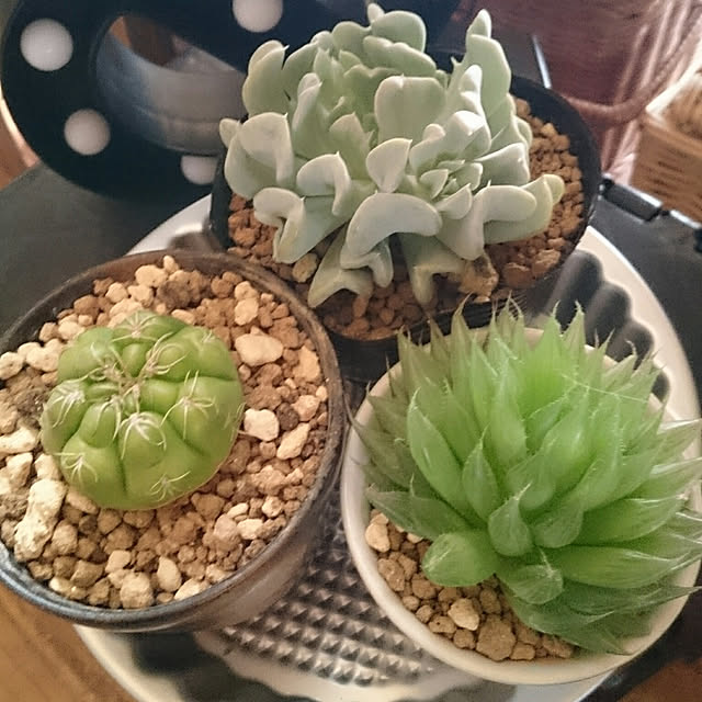 tikuwaさんの実例写真