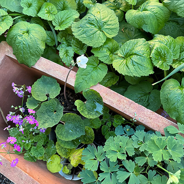 mamizaさんの部屋