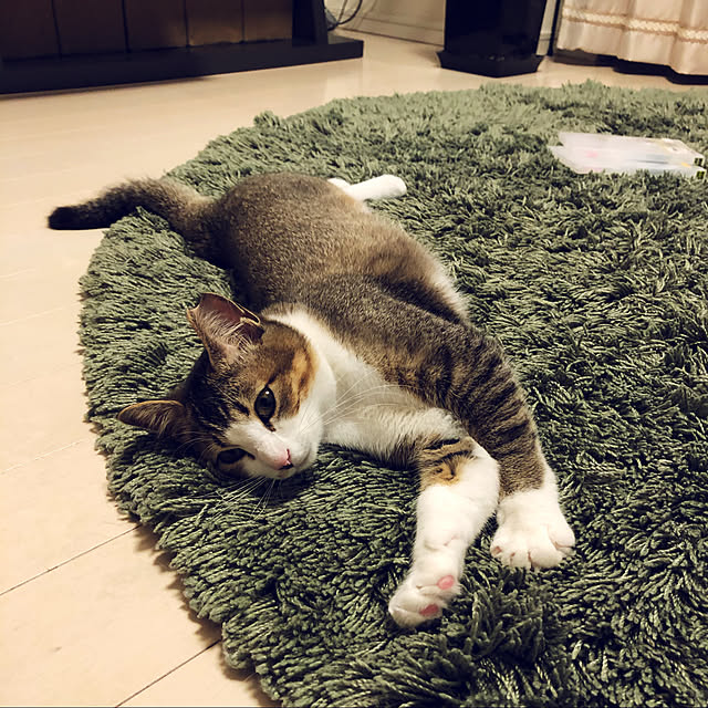 nekomiさんの実例写真
