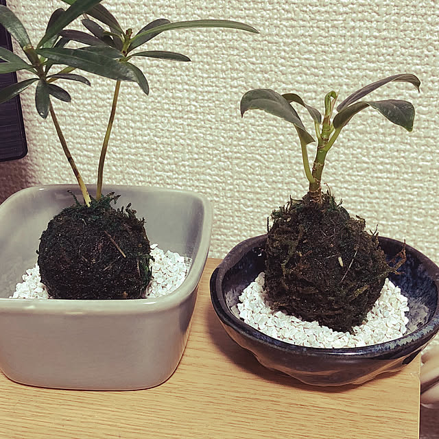 リビング/コケ玉/100均/観葉植物のインテリア実例 - 2018-10-15 11:10:18