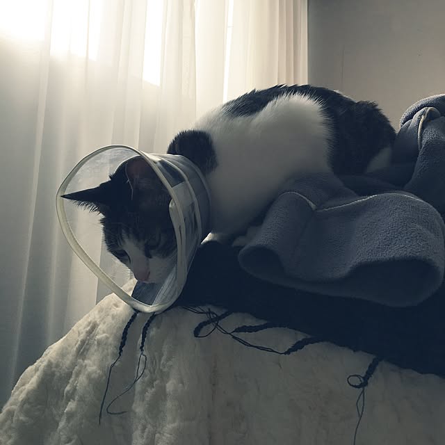 Shihoさんの実例写真