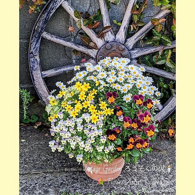 ElegantiqueFlowerさんの部屋