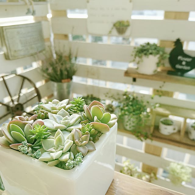 miporin0711さんの実例写真