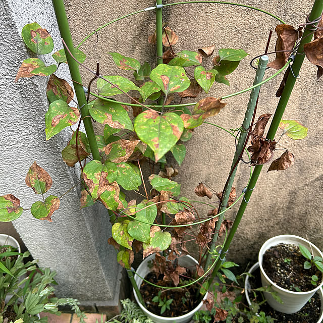 fumikoiさんの部屋