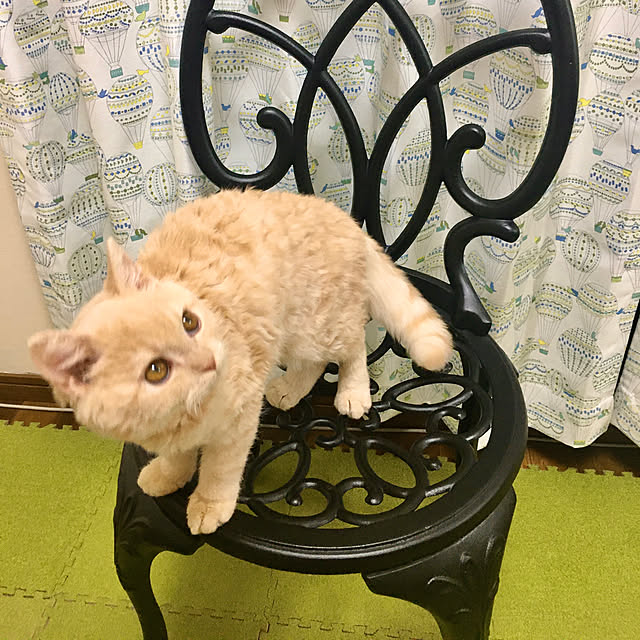 naokoさんの実例写真