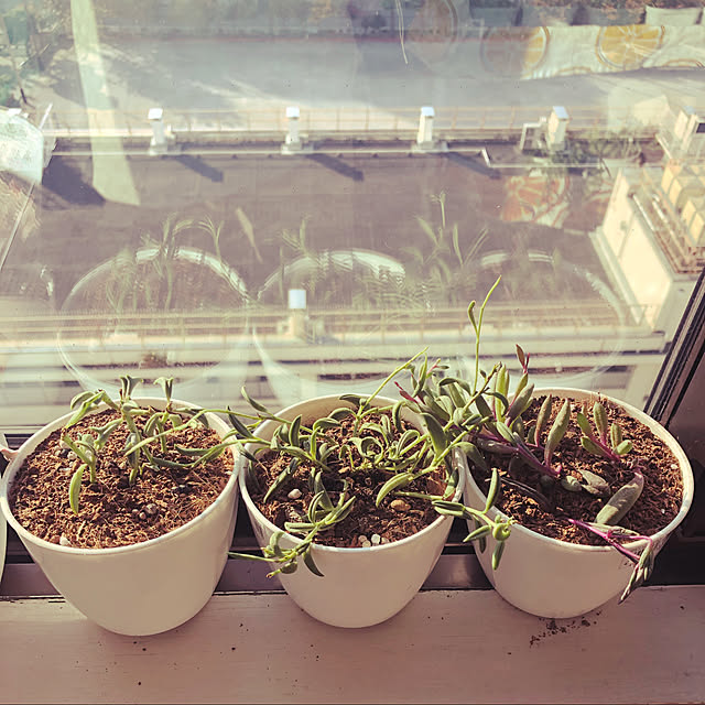 uchidaizuさんの実例写真