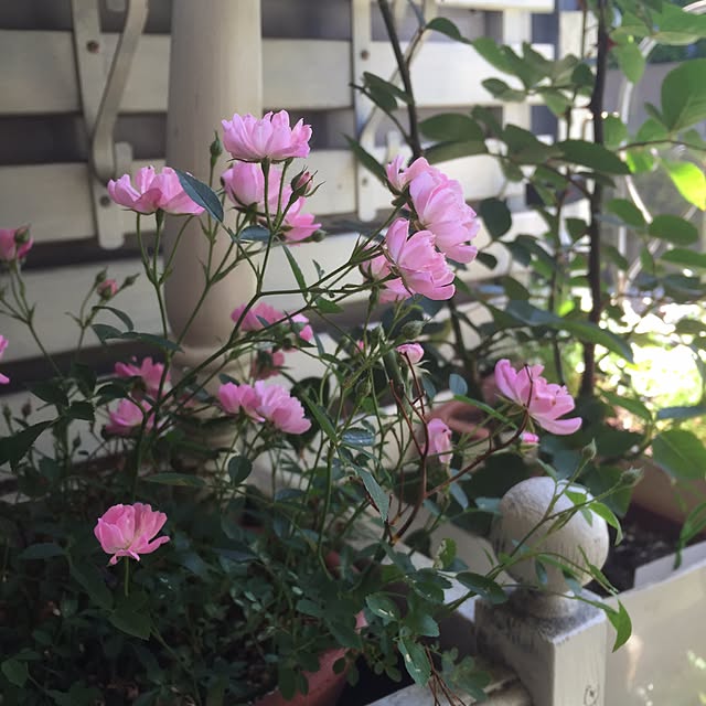 Naomiさんの実例写真