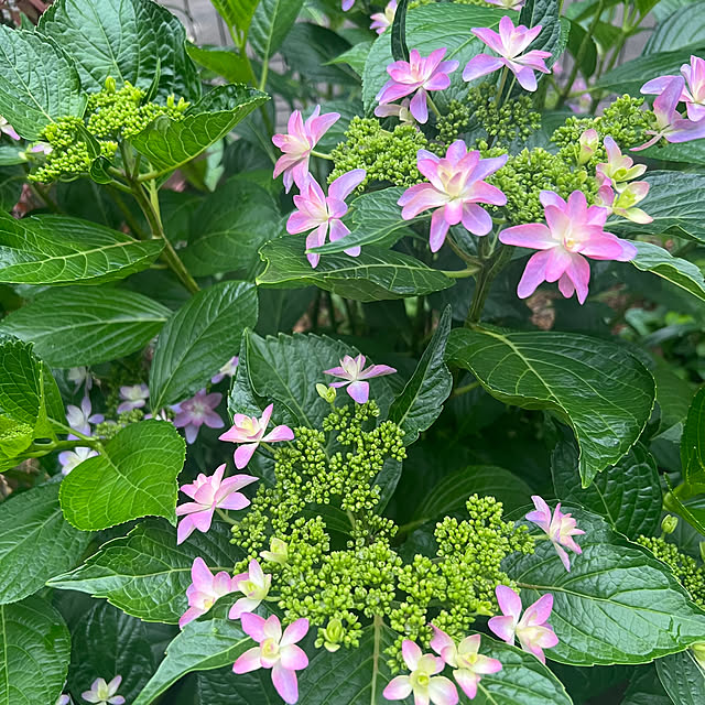 棚/花/紫陽花が好き♡/紫陽花/庭...などのインテリア実例 - 2025-05-26 10:43:58