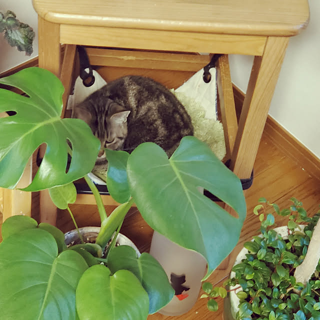 hiroさんの実例写真