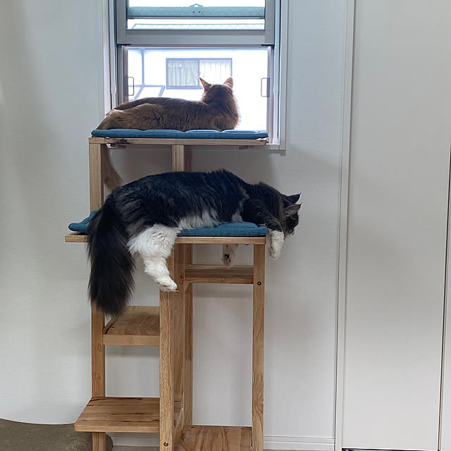 猫/リビングのインテリア実例 - 2023-04-15 09:59:21