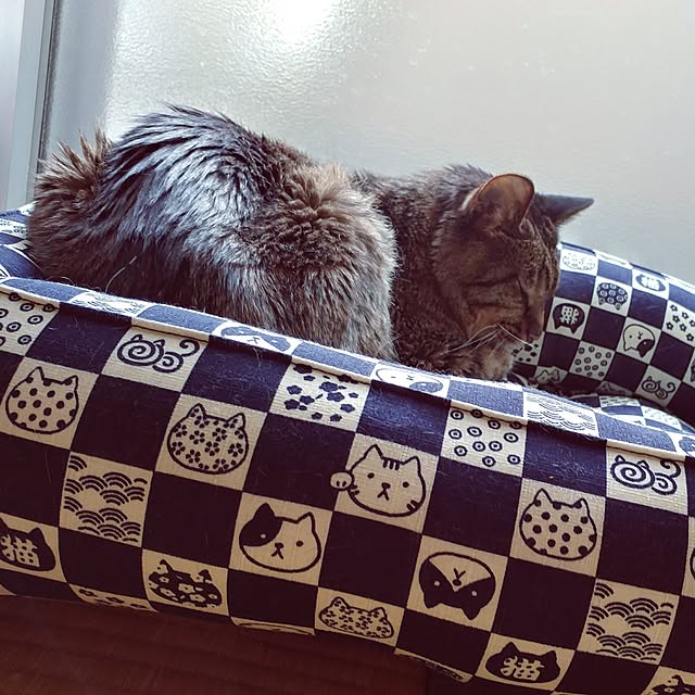 kittenblueさんの実例写真