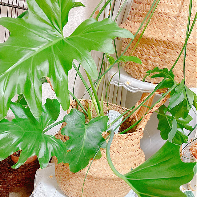 Hanakaさんの部屋