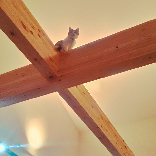 fishing_catさんの実例写真