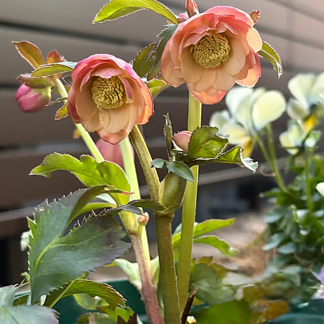 buchiさんの実例写真