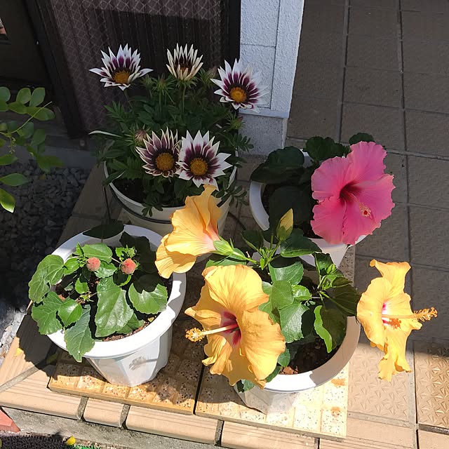 hamutarohさんの実例写真