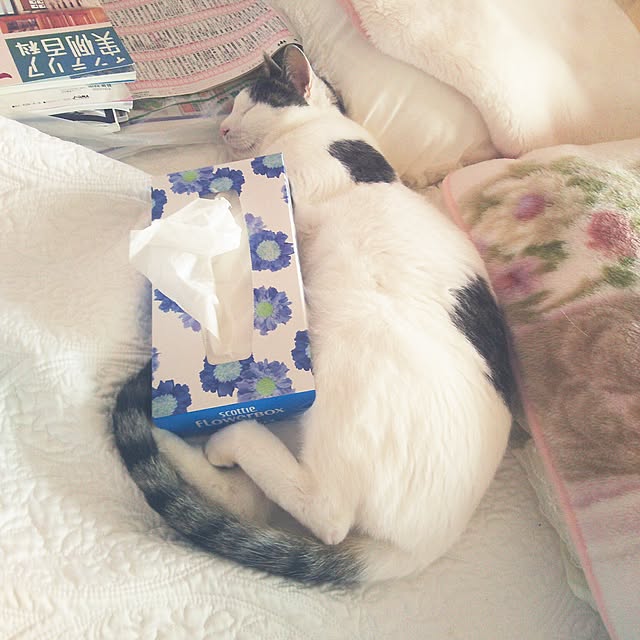 sakuraさんの実例写真