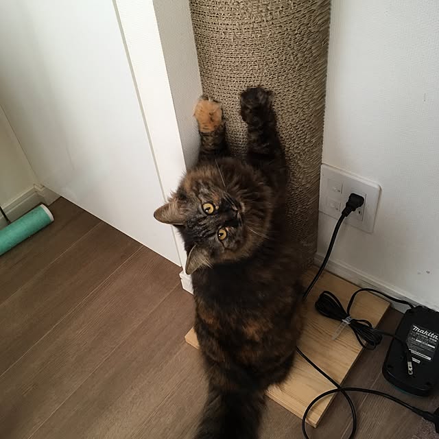 mikomaruさんの実例写真