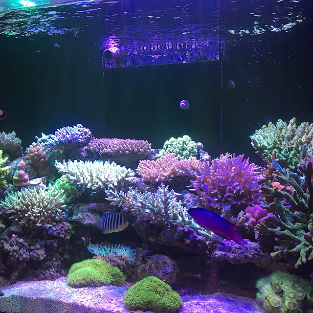 aquarium_seaさんの実例写真