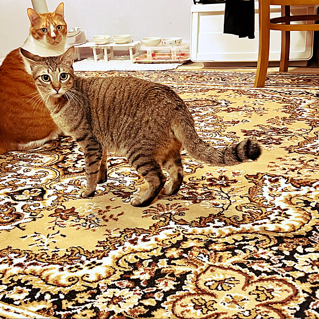 cat5さんの実例写真