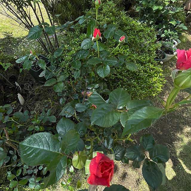 natsumiさんの部屋