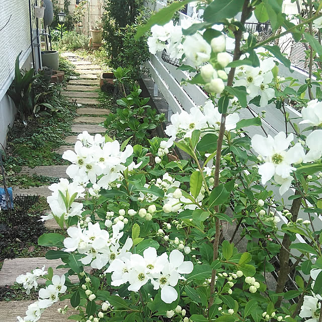coppeさんの実例写真