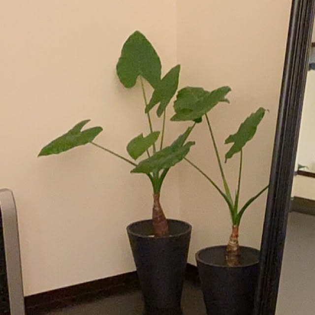 amiyuさんの部屋