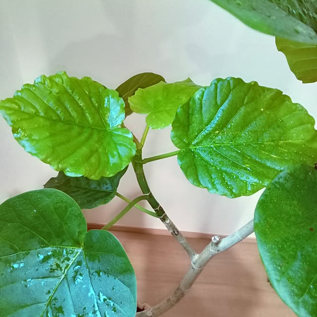 mocomocoさんの実例写真