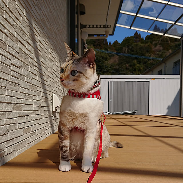 kohakuさんの実例写真