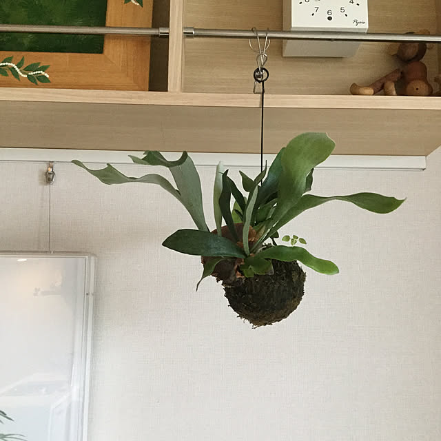 darasaさんの実例写真