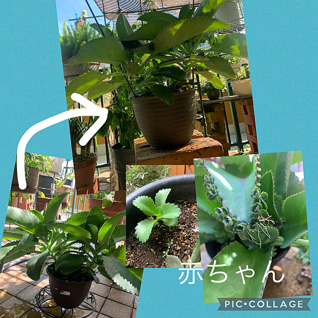 Aqettyさんの実例写真
