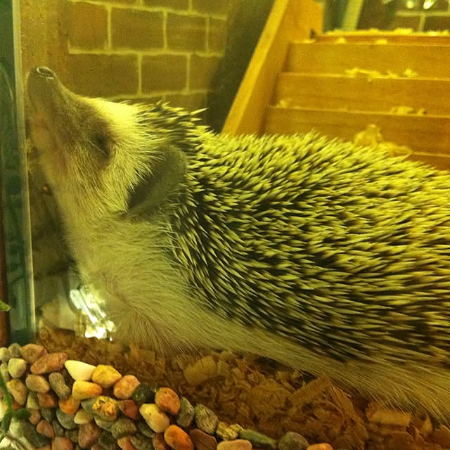 kumanosukeさんの実例写真