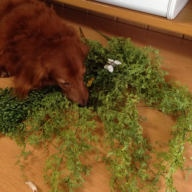 maruさんの実例写真
