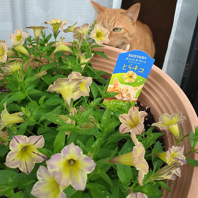 NOAHさんの部屋