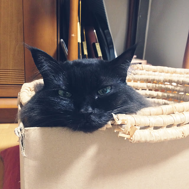 coroさんの実例写真