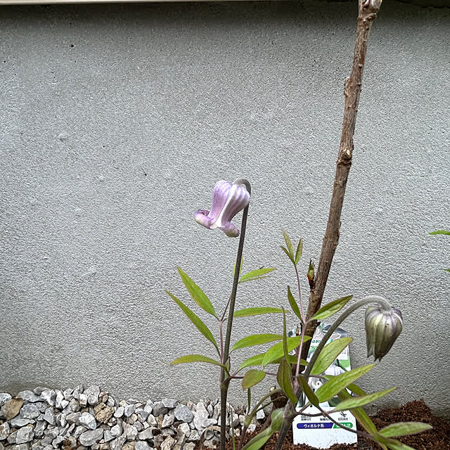 hatsugaさんの部屋