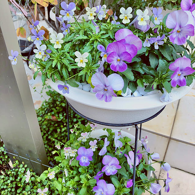 chisaさんの実例写真