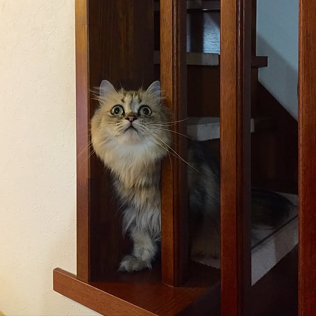 butachanさんの実例写真
