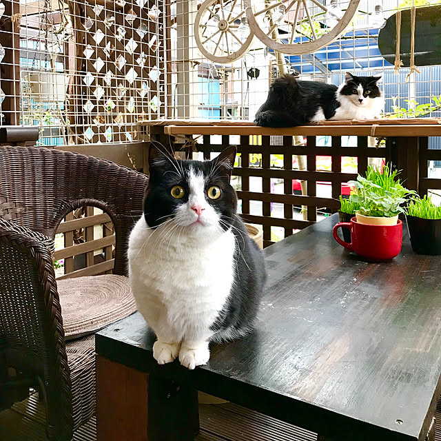 butachanさんの実例写真