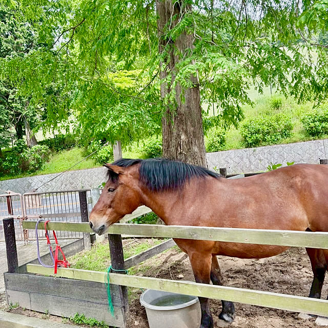 naokoさんの部屋