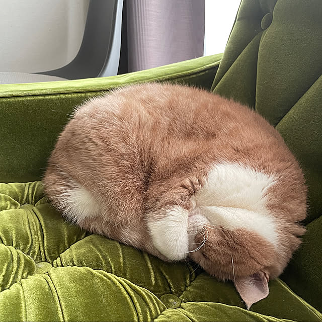minaさんの実例写真