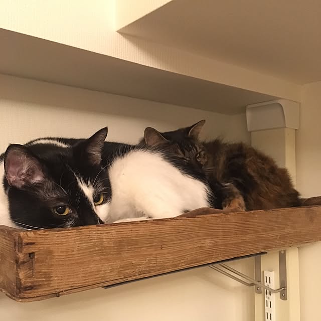 mikomaruさんの実例写真