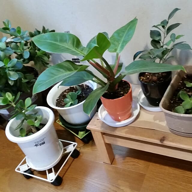 annさんの実例写真