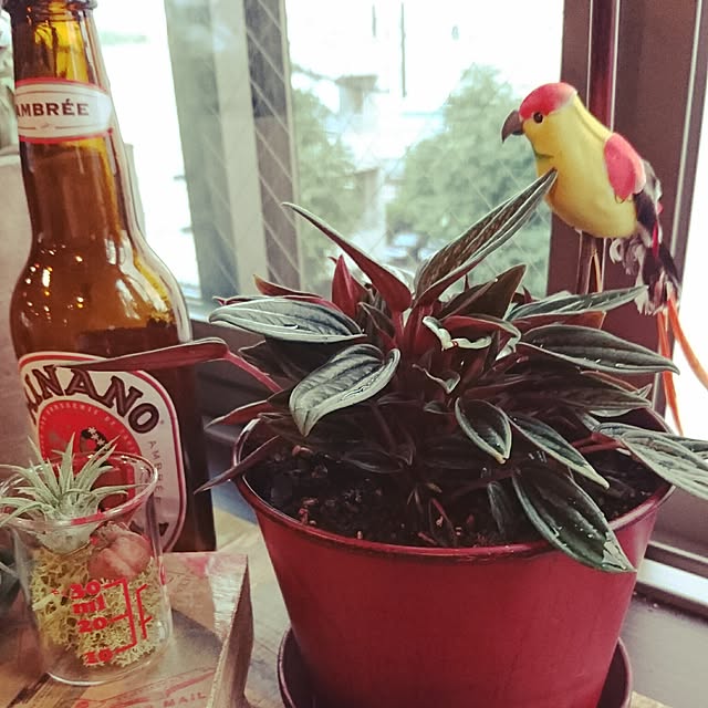 cocosorasakuさんの実例写真