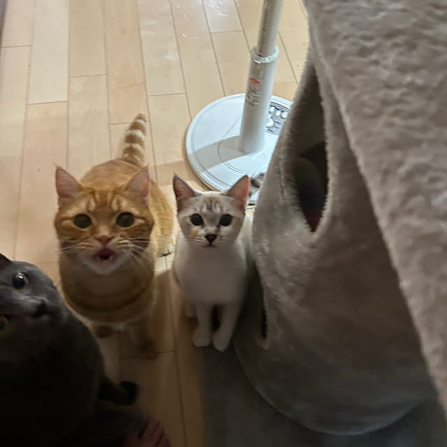 nekoさんの実例写真